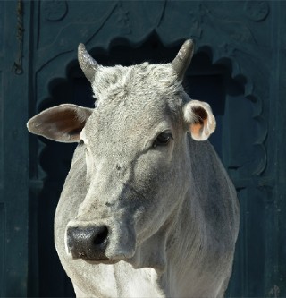 adopt-cow-img